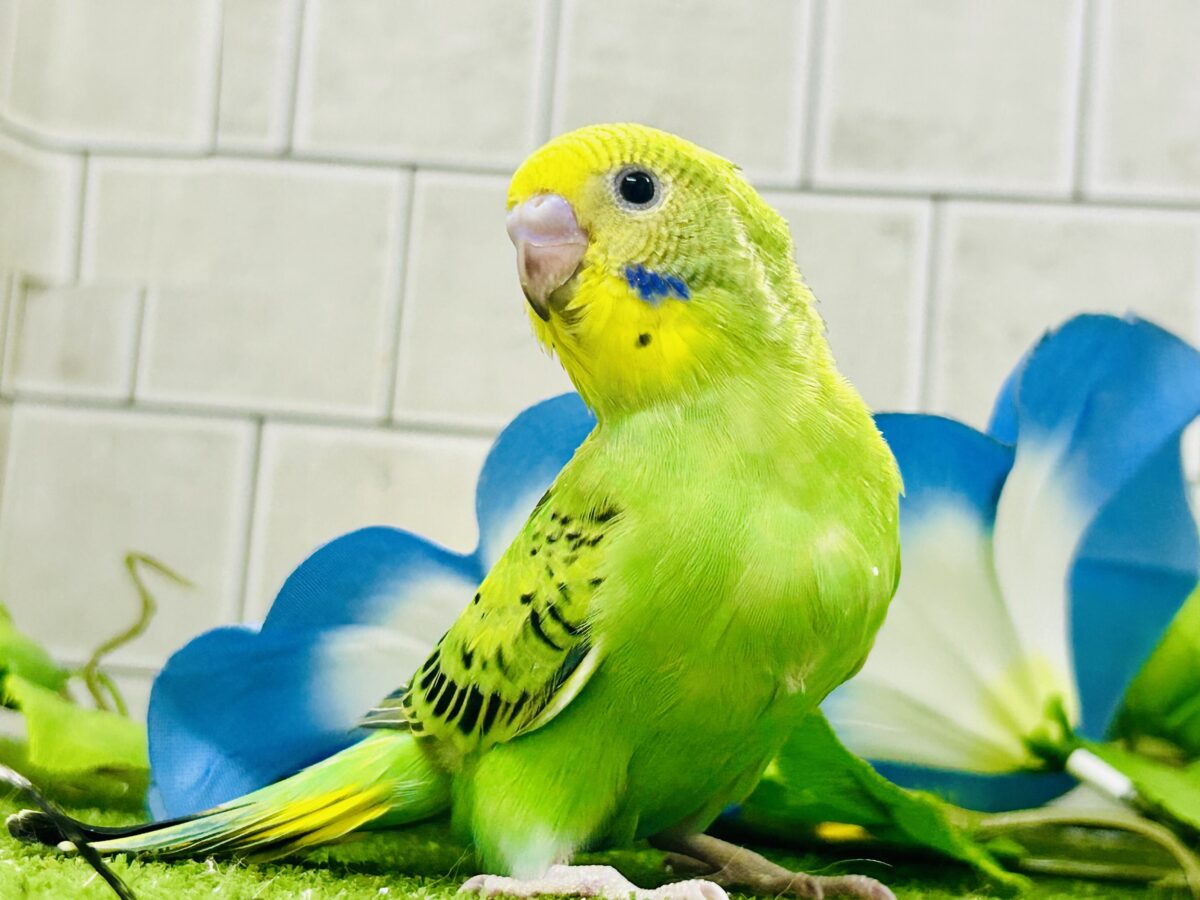 【最新画像更新☆☆】ネオンギラり⁉️若葉は育つぅ〜🌿セキセイインコ(グリーンオパーリン/2026年7月生まれ) セキセイインコ