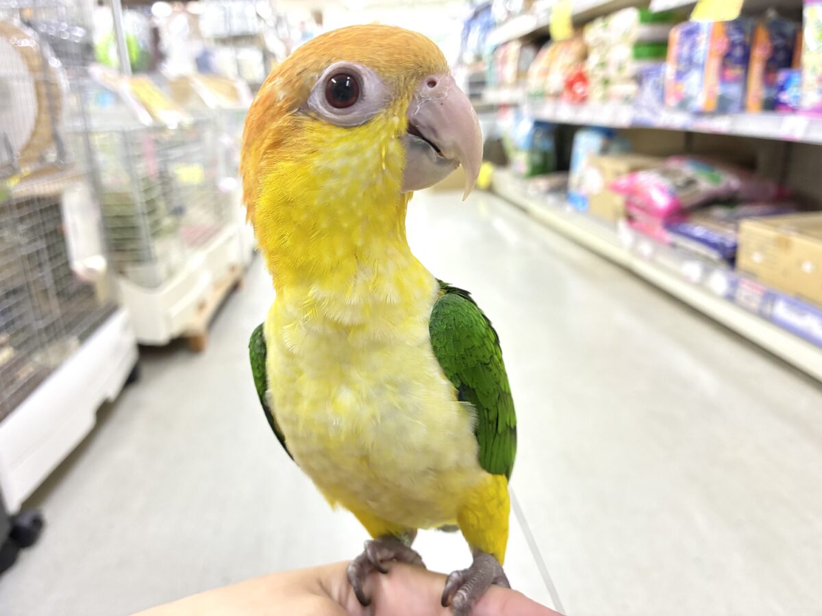 シロハラインコ