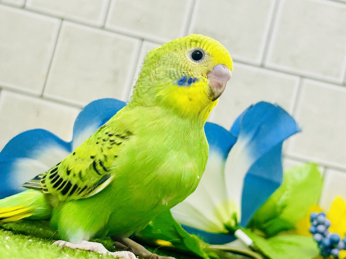 【最新画像更新☆☆】ネオンギラり⁉️若葉は育つぅ〜🌿セキセイインコ(グリーンオパーリン/2026年7月生まれ) セキセイインコ