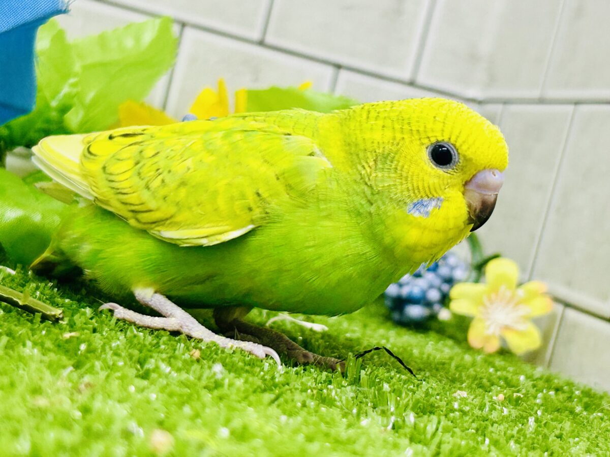 ✨最新画像更新✨日当り良好🫶若葉マシマシで🍥🍜セキセイインコ(イエロースパングル/2026年7月生まれ) セキセイインコ