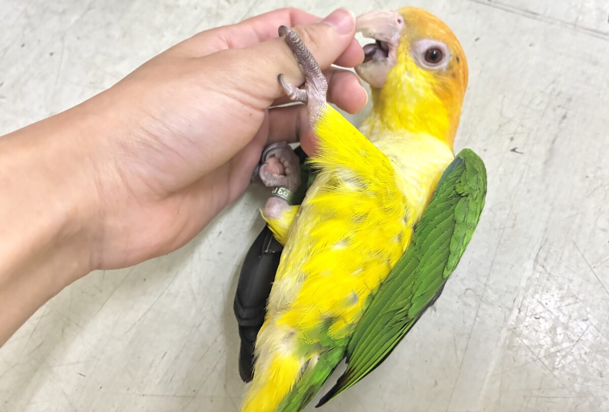 シロハラインコ