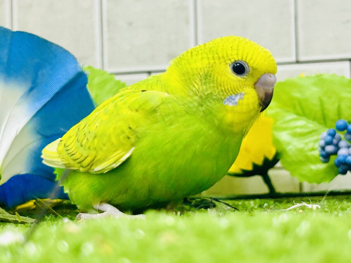 ✨最新画像更新✨日当り良好🫶若葉マシマシで🍥🍜セキセイインコ(イエロースパングル/2026年7月生まれ) セキセイインコ