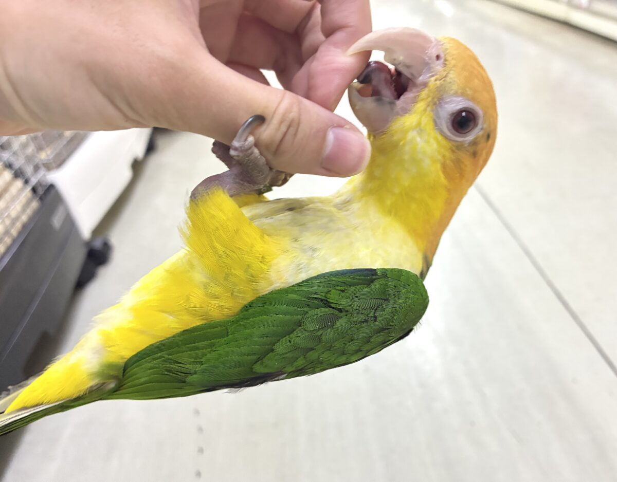 シロハラインコ