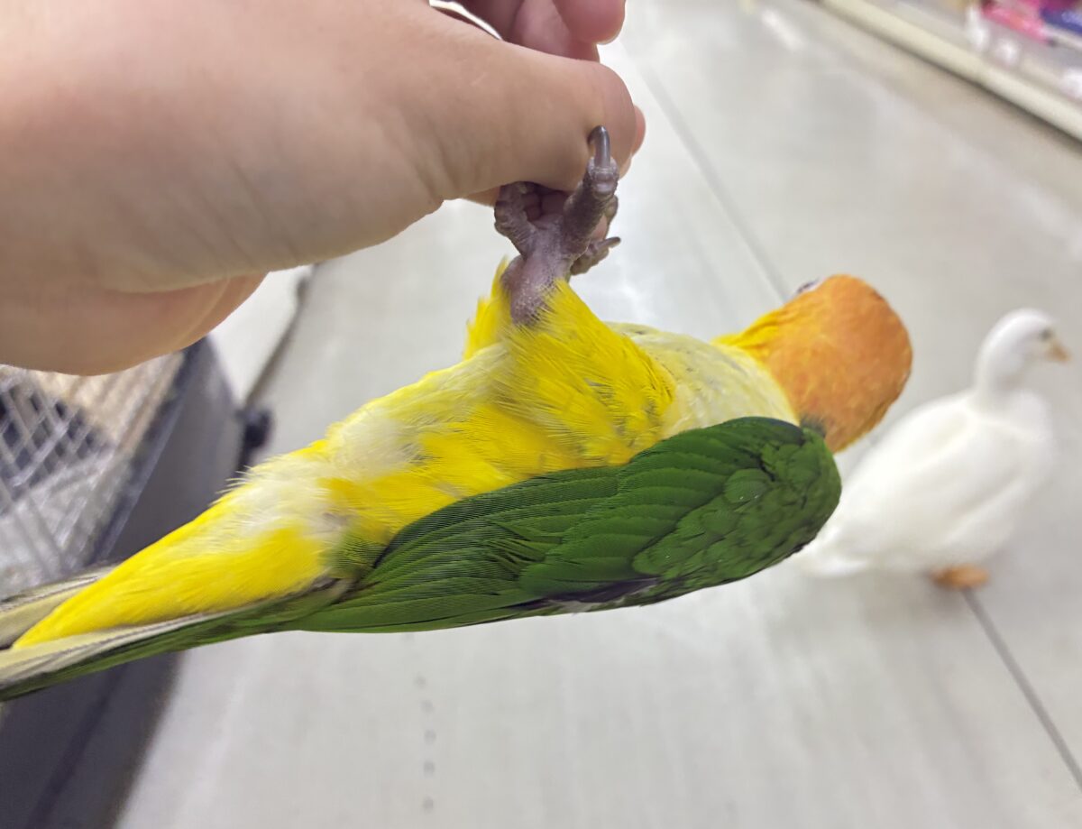シロハラインコ