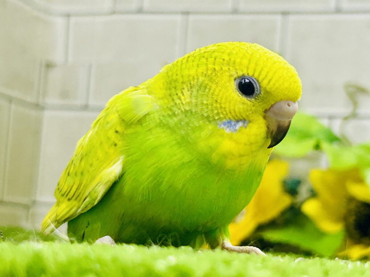 ✨最新画像更新✨日当り良好🫶若葉マシマシで🍥🍜セキセイインコ(イエロースパングル/2026年7月生まれ) セキセイインコ