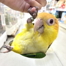 ✨最新画像更新✨食後は旅人🗾ツツウラウラ🚶🏽‍♂️💨シロハラインコ(2026年3月生まれ)