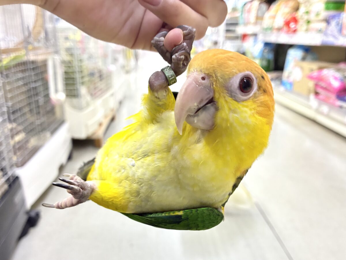 ✨最新画像更新✨食後は旅人🗾ツツウラウラ🚶🏽‍♂️💨シロハラインコ(2026年3月生まれ)