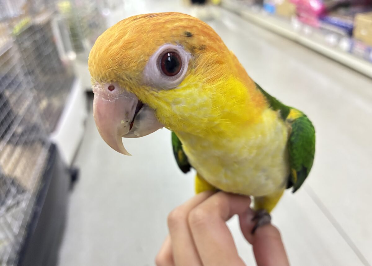 シロハラインコ