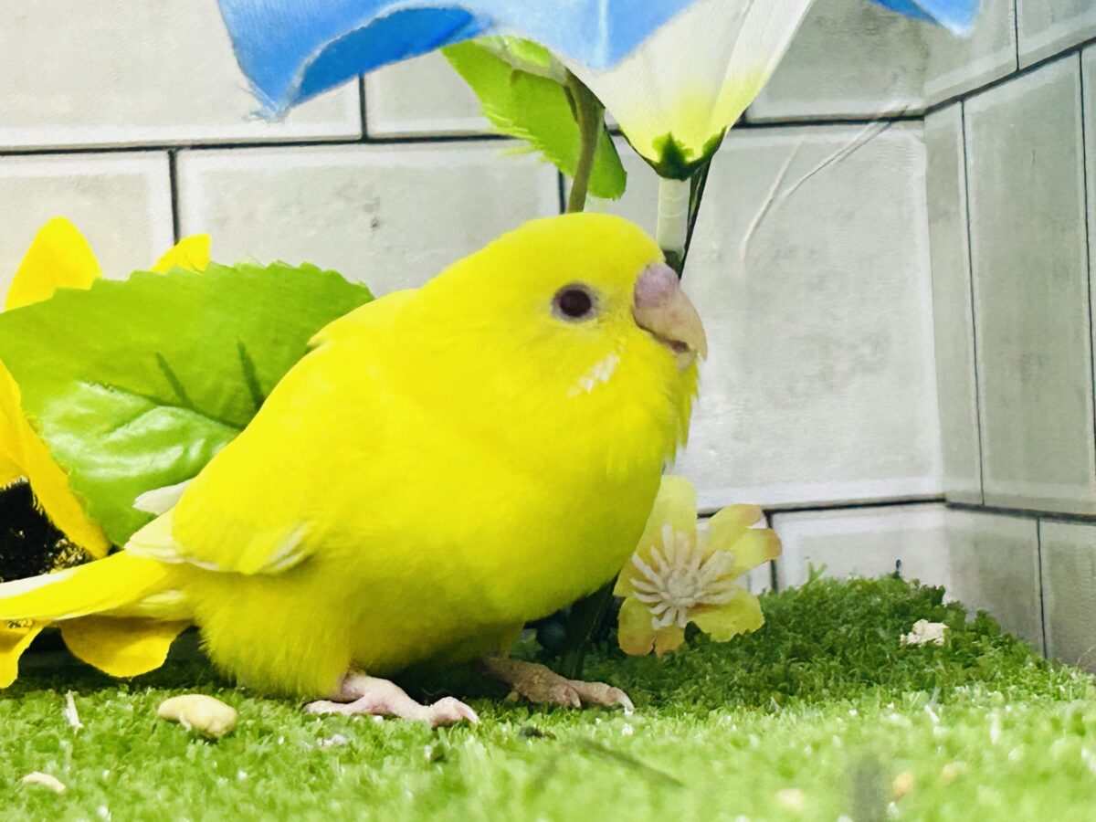 【最新画像更新☆☆】朽ちない!(^∞^)無限の向日葵畑🌻*.゚セキセイインコ(ルチノー/2026年7月生まれ) セキセイインコ