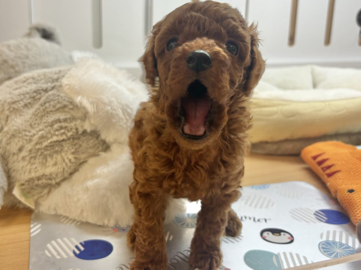 甘え鳴きが止まらないよぉ〜!トイプードルくん! トイプードル