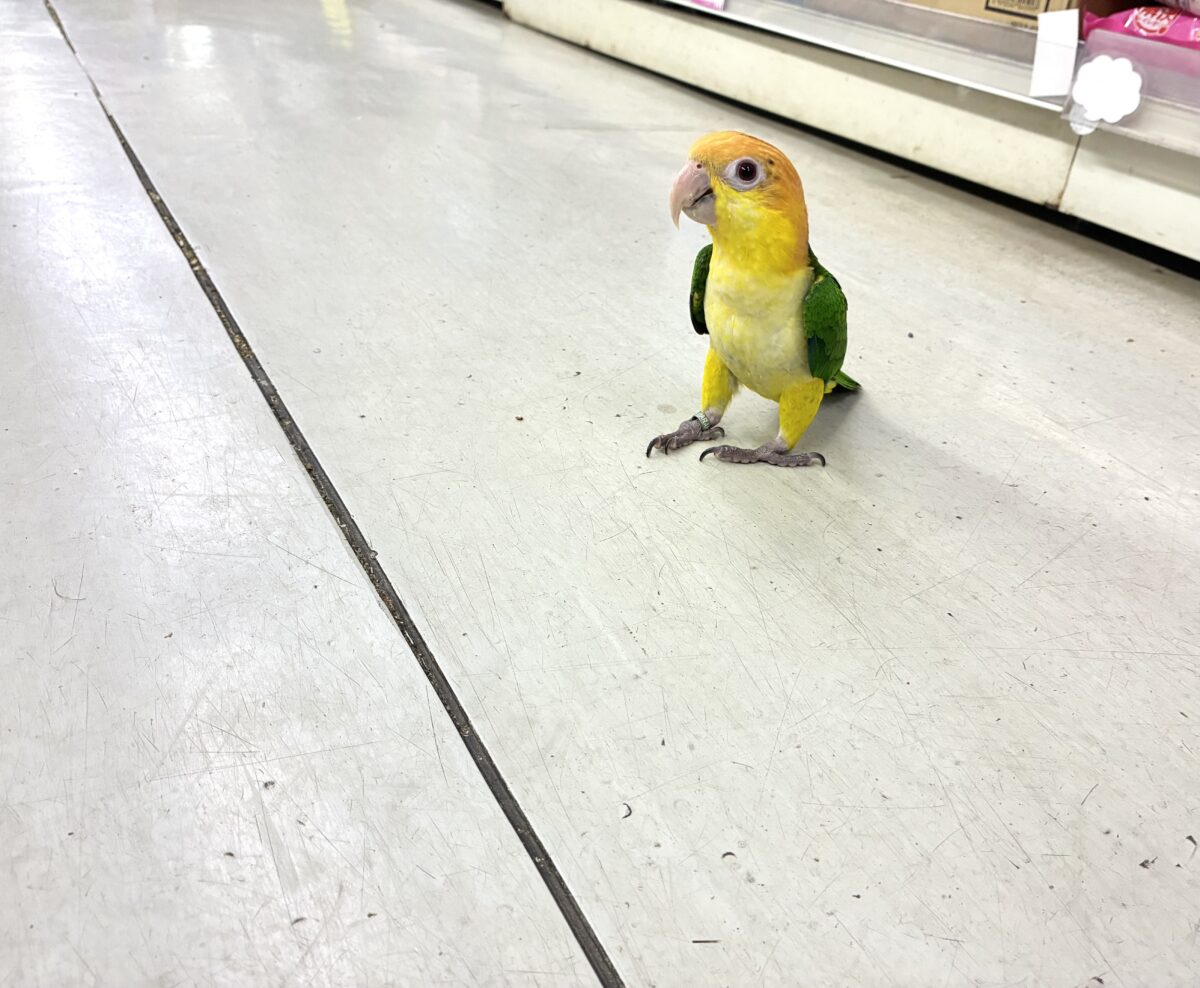シロハラインコ