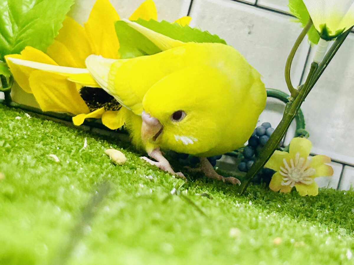 【最新画像更新☆☆】朽ちない!(^∞^)無限の向日葵畑🌻*.゚セキセイインコ(ルチノー/2026年7月生まれ) セキセイインコ