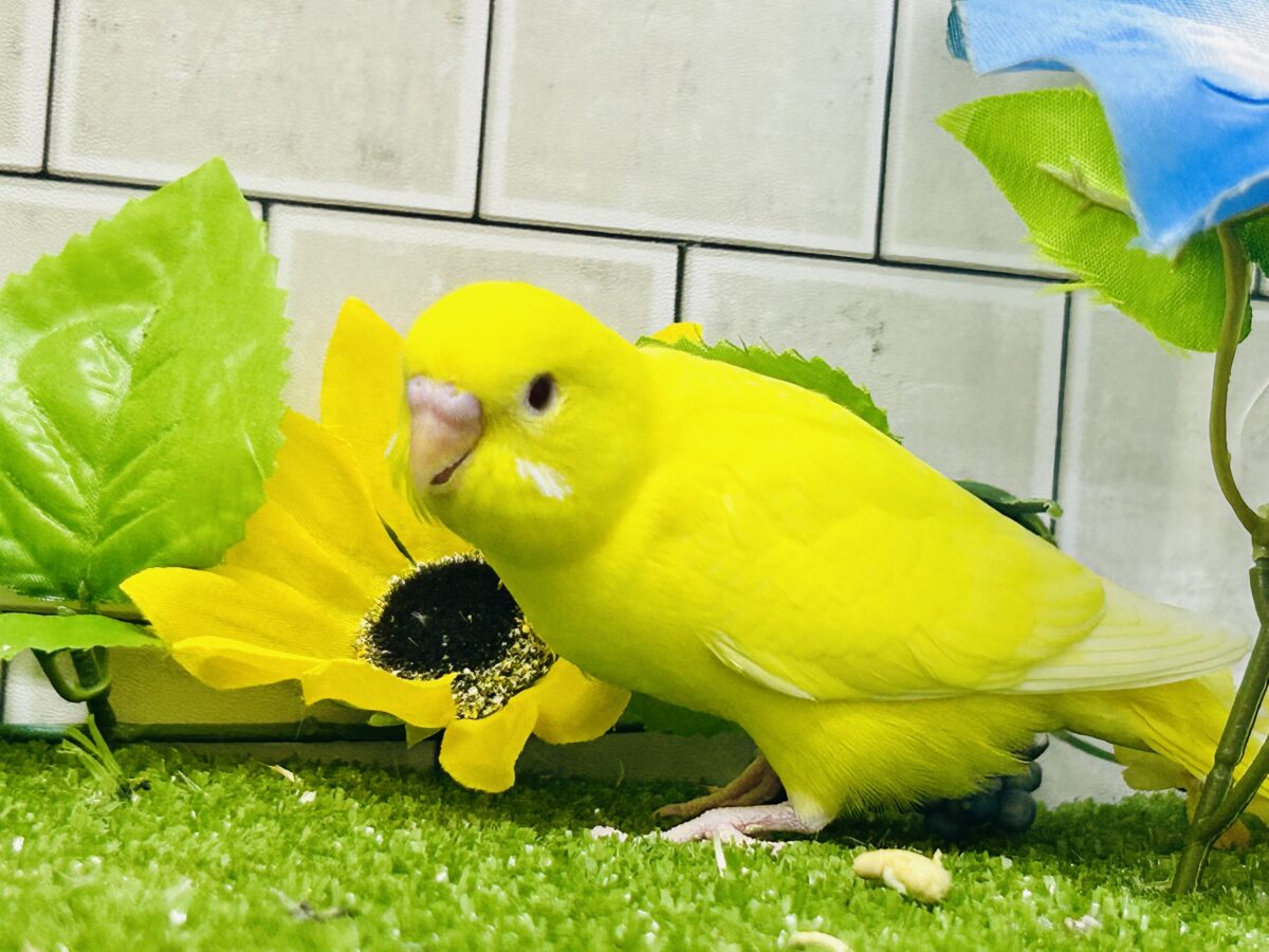 【最新画像更新☆☆】朽ちない!(^∞^)無限の向日葵畑🌻*.゚セキセイインコ(ルチノー/2026年7月生まれ) セキセイインコ