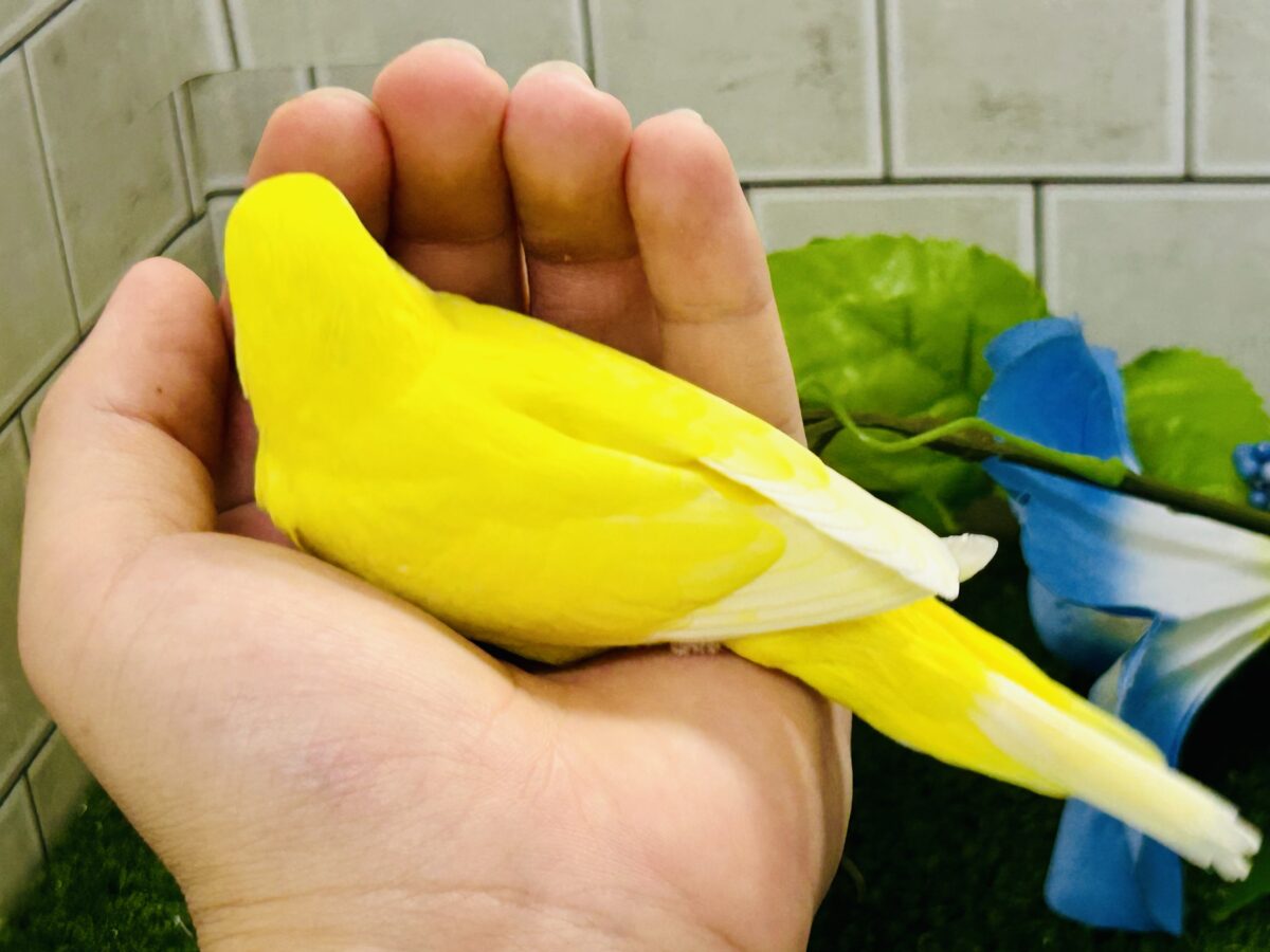 【最新画像更新☆☆】朽ちない!(^∞^)無限の向日葵畑🌻*.゚セキセイインコ(ルチノー/2026年7月生まれ) セキセイインコ