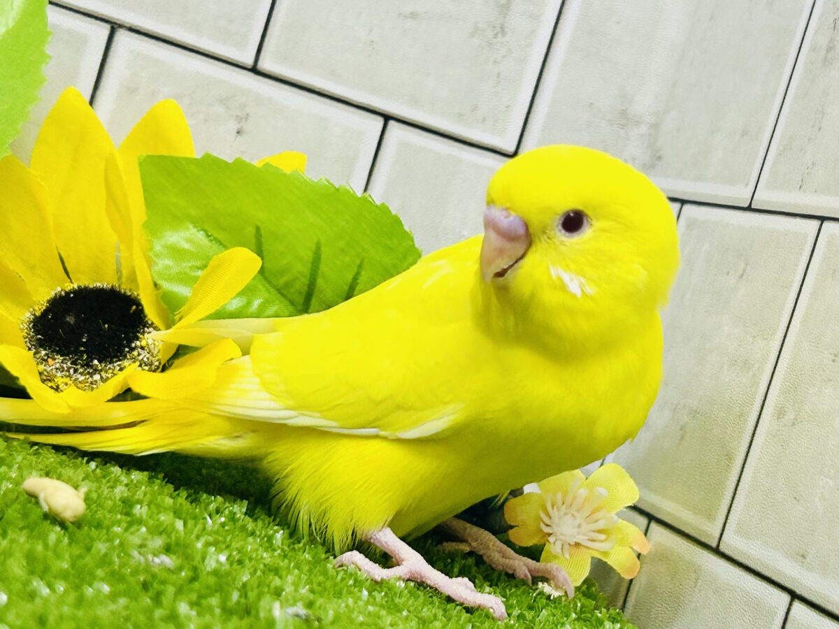 【最新画像更新☆☆】朽ちない!(^∞^)無限の向日葵畑🌻*.゚セキセイインコ(ルチノー/2026年7月生まれ) セキセイインコ