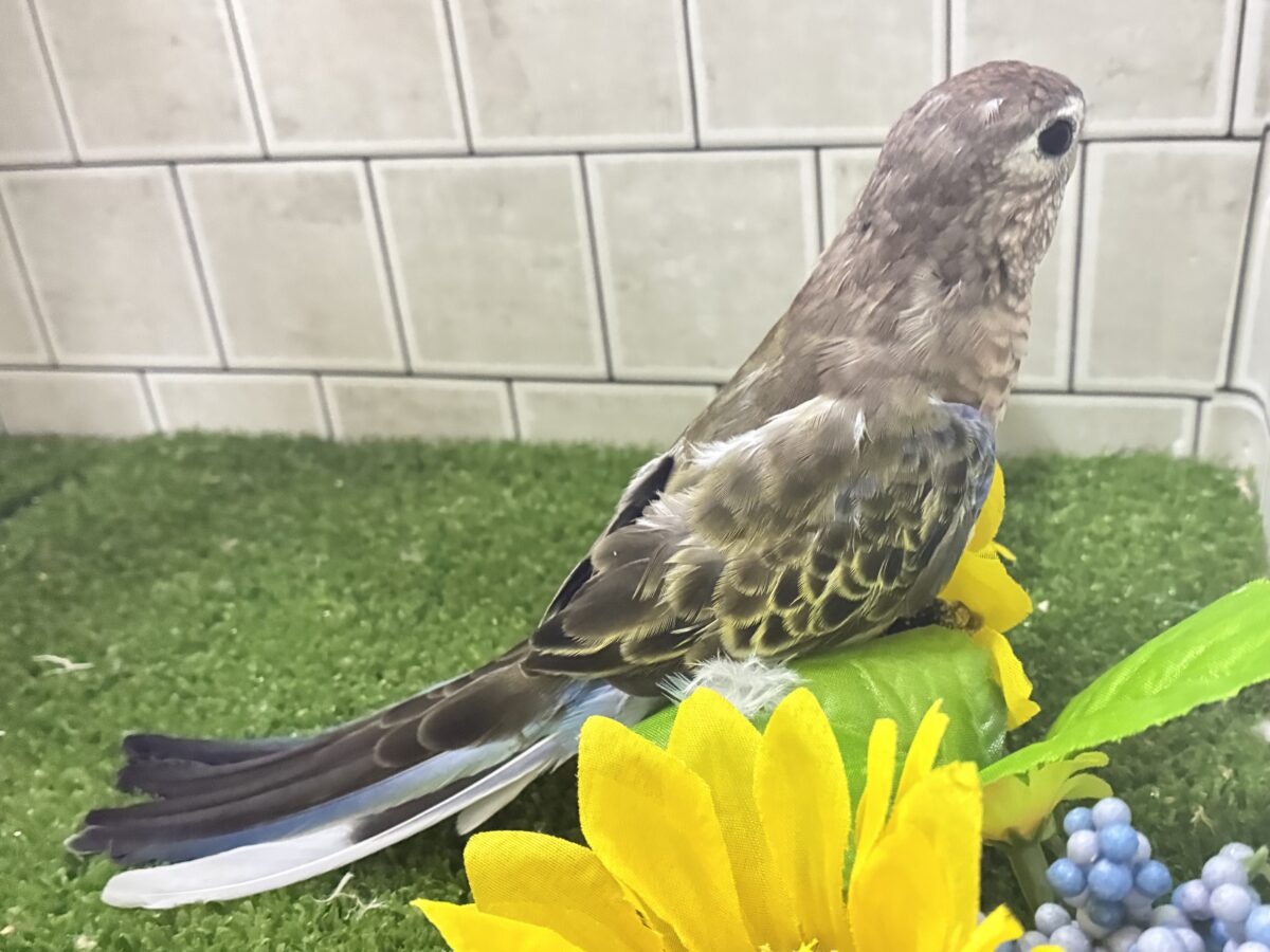 ✨最新画像✨ムッチムチ! だ・け・ど♪♪ アキクサインコ アキクサインコ(秋草インコ)