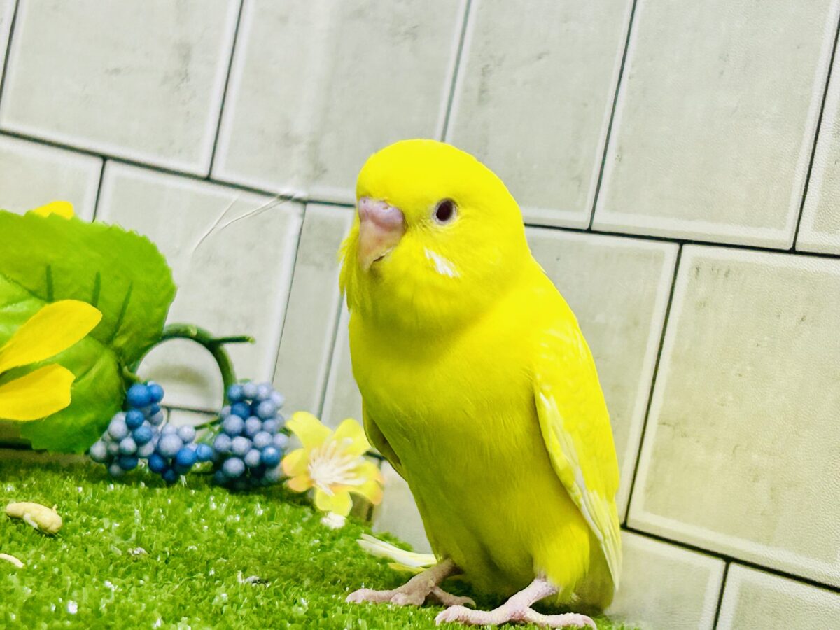 【最新画像更新☆☆】朽ちない!(^∞^)無限の向日葵畑🌻*.゚セキセイインコ(ルチノー/2026年7月生まれ) セキセイインコ