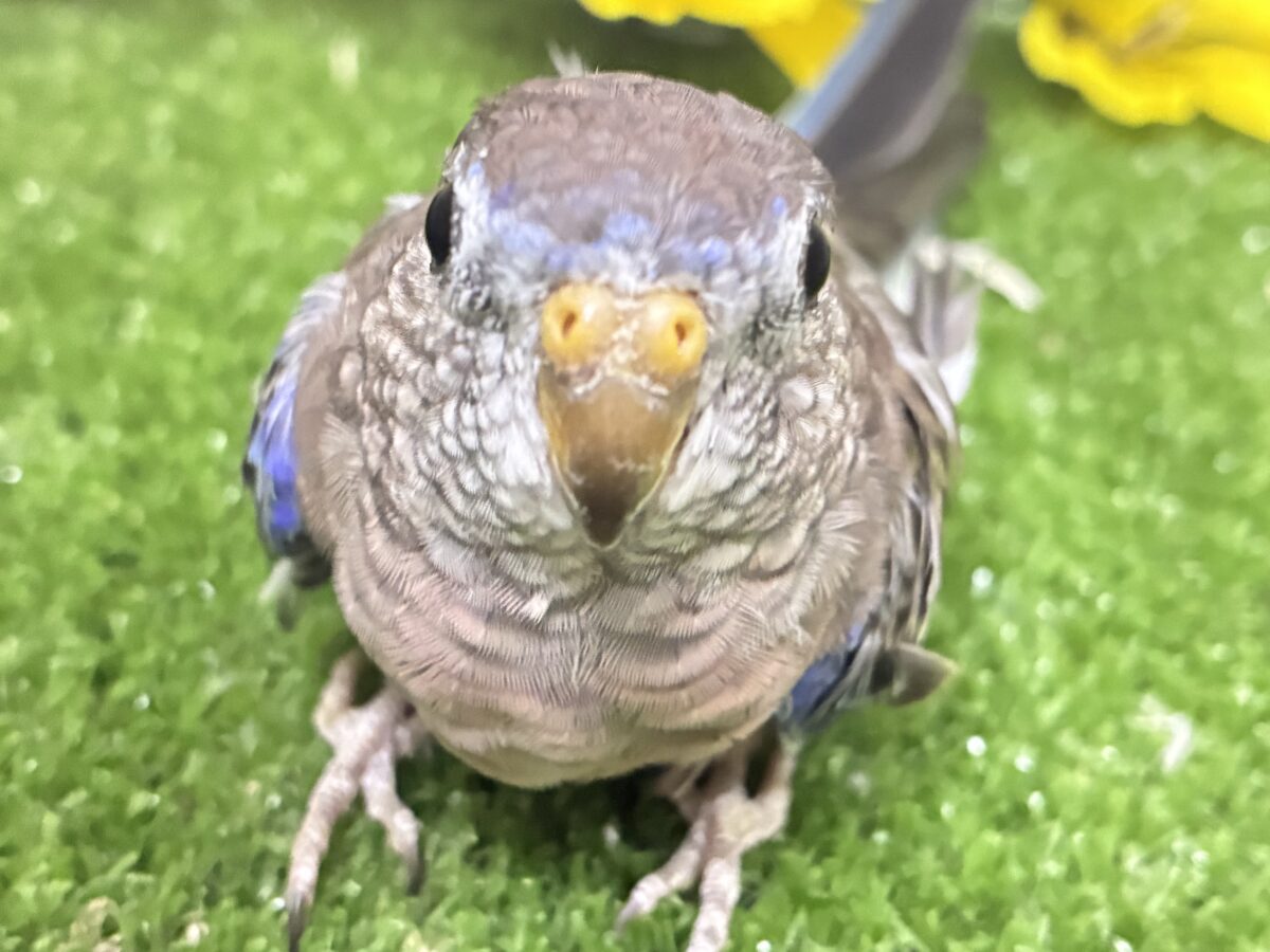 アキクサインコ（秋草インコ）