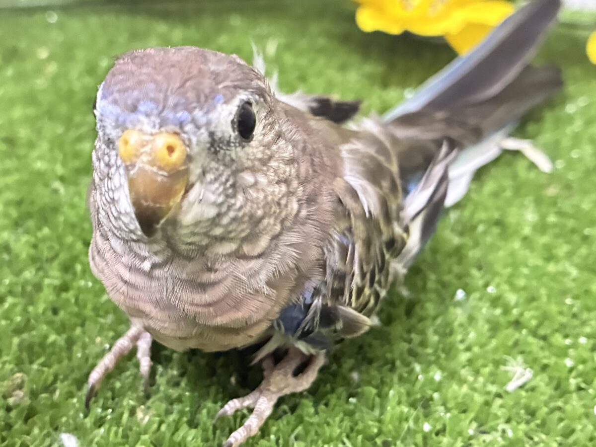✨最新画像✨ムッチムチ! だ・け・ど♪♪ アキクサインコ アキクサインコ(秋草インコ)