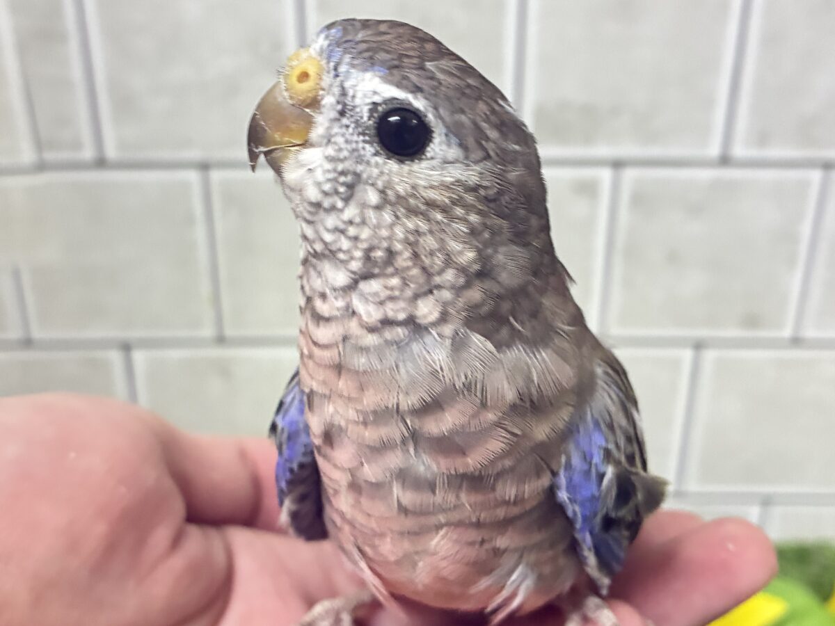 ✨最新画像✨ムッチムチ! だ・け・ど♪♪ アキクサインコ アキクサインコ(秋草インコ)
