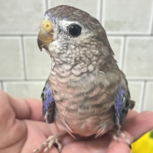 ✨最新画像✨ムッチムチ！　だ・け・ど♪♪　アキクサインコ