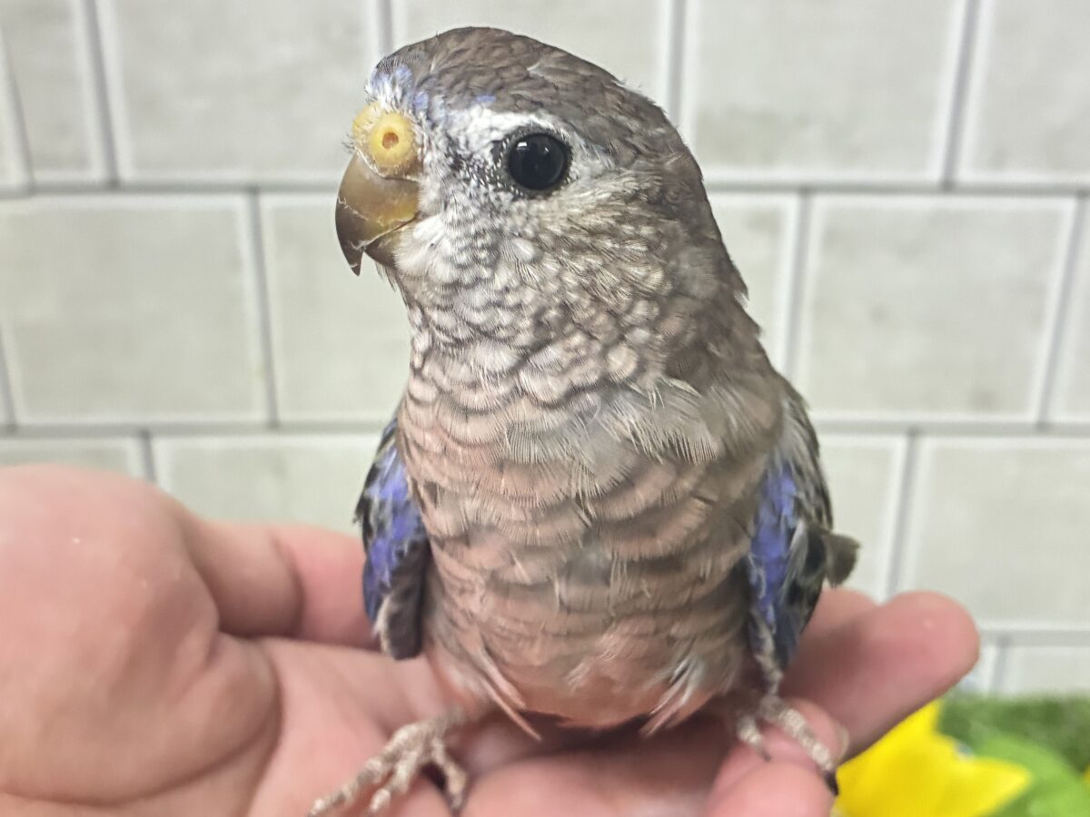 ✨最新画像✨ムッチムチ！　だ・け・ど♪♪　アキクサインコ