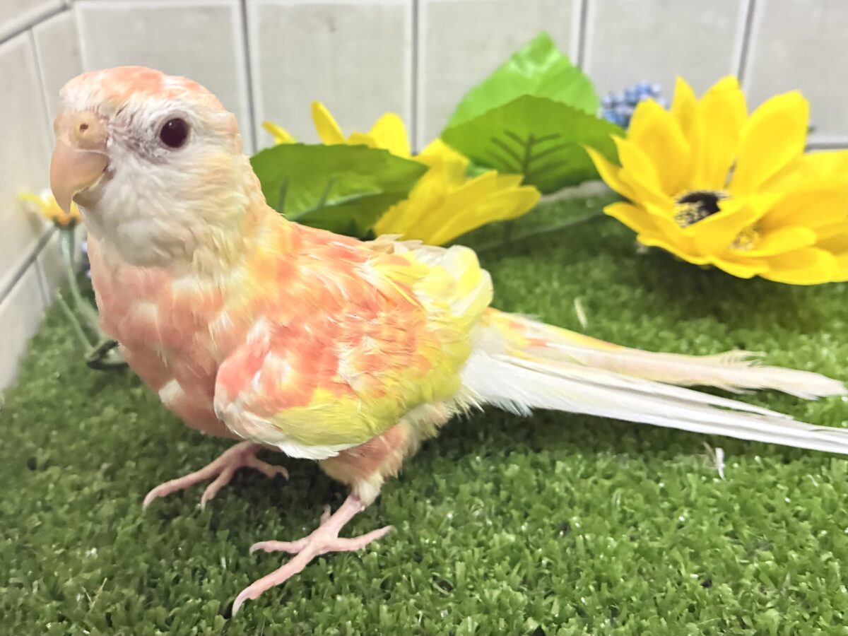 ✨最新画像✨フスフス🌸⋆*ぴちぴちピーチメルバ🍑🍰アキクサインコ(ルビノー/2026年4月生まれ) アキクサインコ(秋草インコ)