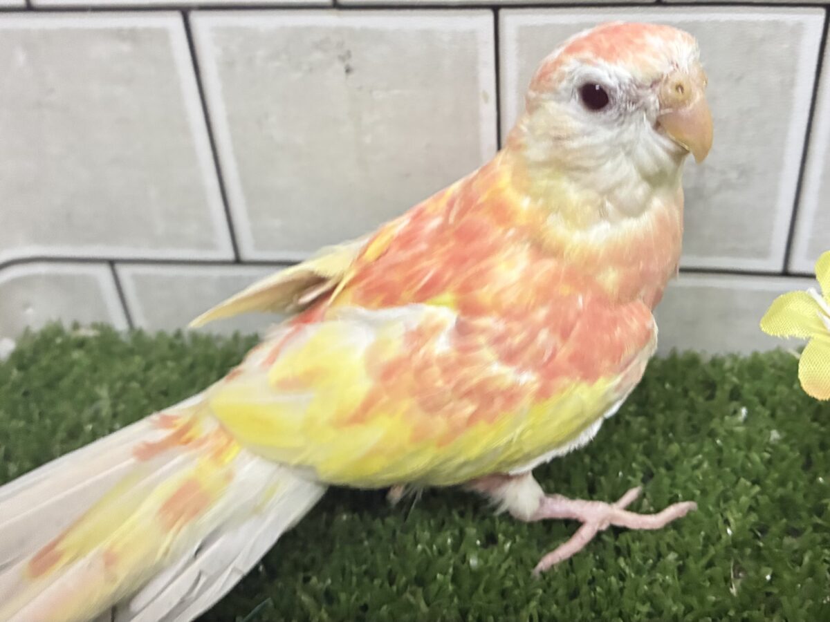 ✨最新画像✨フスフス🌸⋆*ぴちぴちピーチメルバ🍑🍰アキクサインコ(ルビノー/2026年4月生まれ) アキクサインコ(秋草インコ)