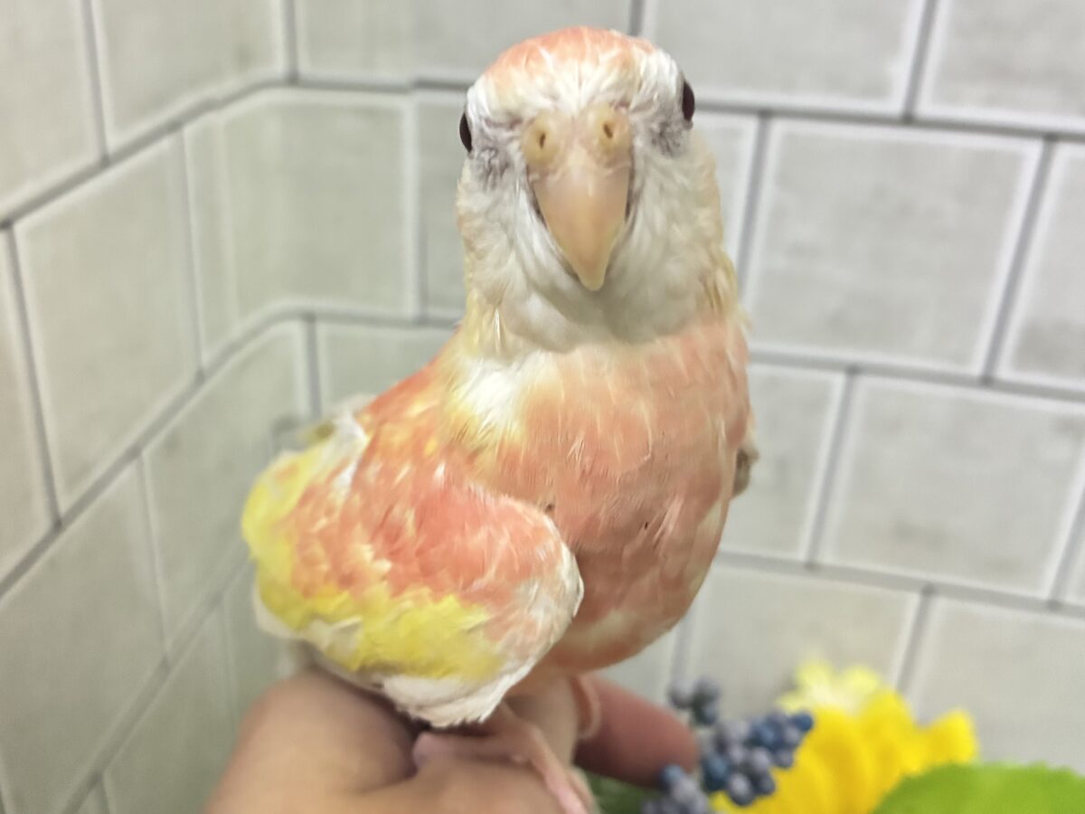 ✨最新画像✨フスフス🌸⋆*ぴちぴちピーチメルバ🍑🍰アキクサインコ(ルビノー/2026年4月生まれ) アキクサインコ(秋草インコ)