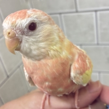 ✨最新画像✨ﾌｽﾌｽ🌸⋆*ぴちぴちピーチメルバ🍑🍰アキクサインコ(ルビノー/2026年4月生まれ)