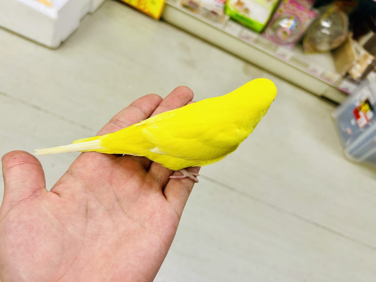 【最新画像更新☆☆】朽ちない!(^∞^)無限の向日葵畑🌻*.゚セキセイインコ(ルチノー/2026年7月生まれ) セキセイインコ