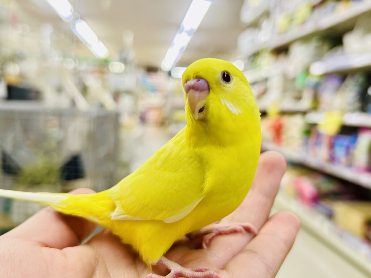 【最新画像更新☆☆】朽ちない!(^∞^)無限の向日葵畑🌻*.゚セキセイインコ(ルチノー/2026年7月生まれ) セキセイインコ