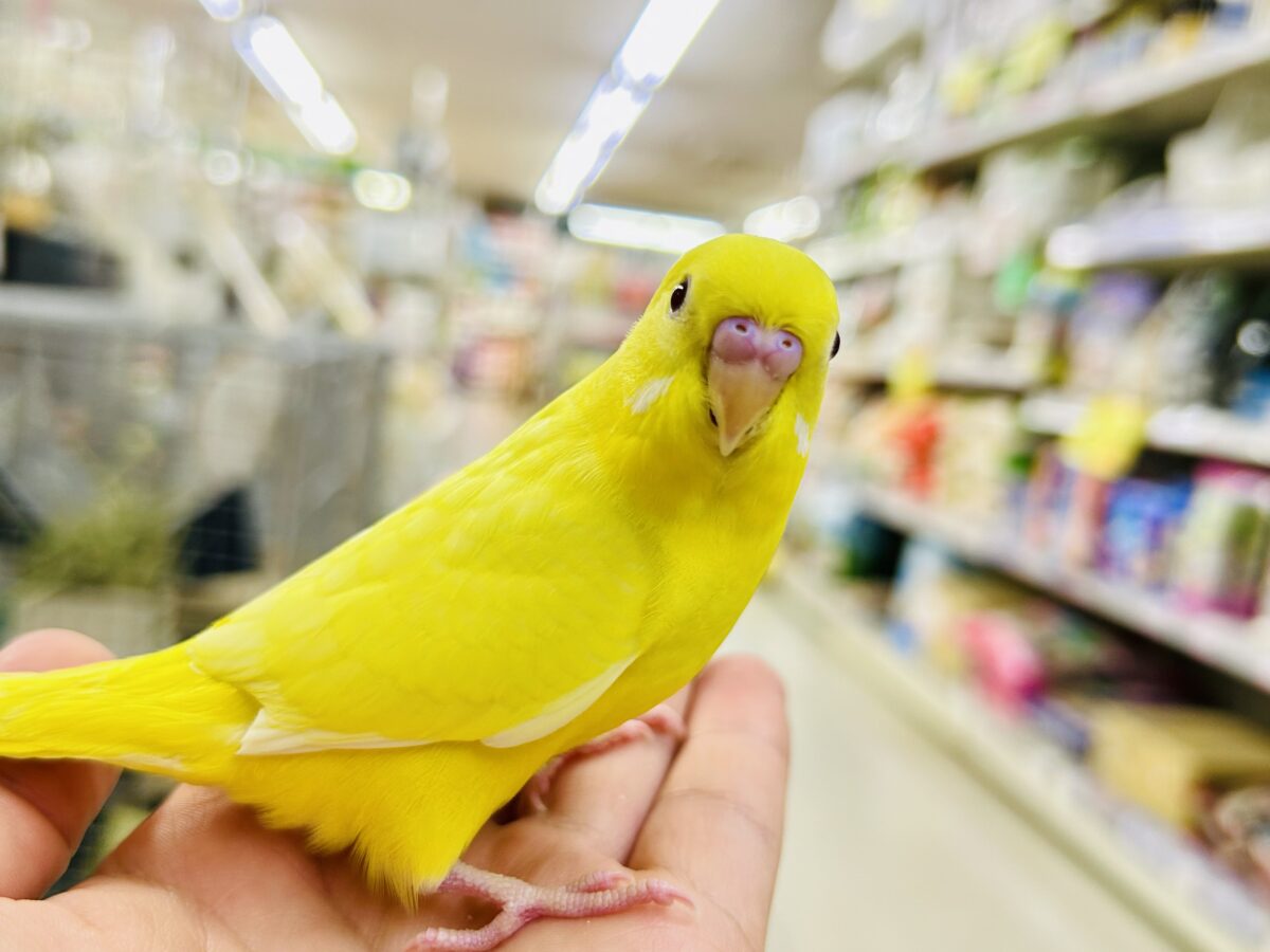 【最新画像更新☆☆】朽ちない!(^∞^)無限の向日葵畑🌻*.゚セキセイインコ(ルチノー/2026年7月生まれ) セキセイインコ