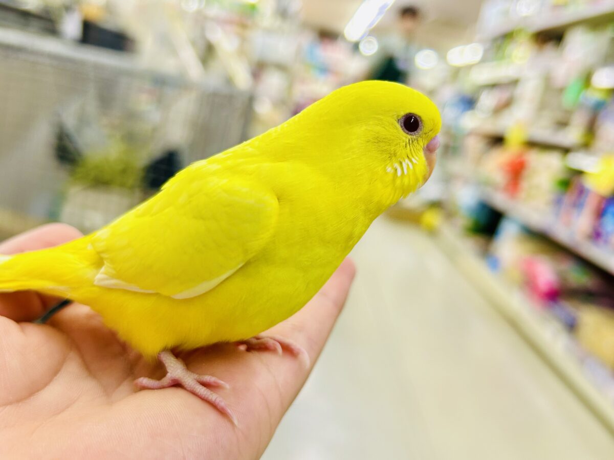 【最新画像更新☆☆】朽ちない!(^∞^)無限の向日葵畑🌻*.゚セキセイインコ(ルチノー/2026年7月生まれ) セキセイインコ