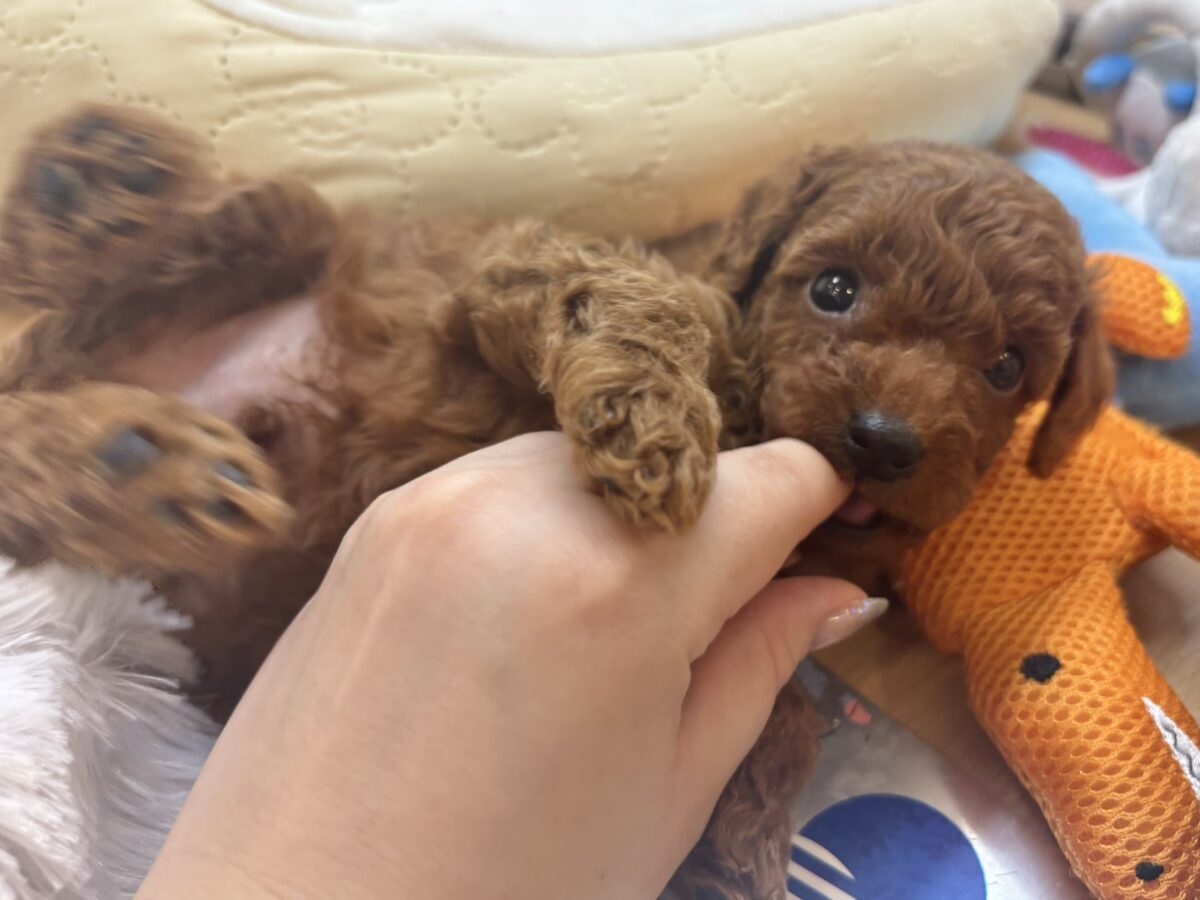 甘え鳴きが止まらないよぉ〜!トイプードルくん! トイプードル