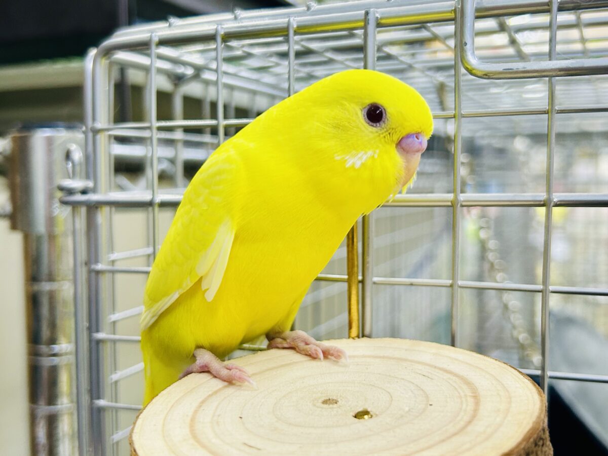 【最新画像更新☆☆】朽ちない!(^∞^)無限の向日葵畑🌻*.゚セキセイインコ(ルチノー/2026年7月生まれ) セキセイインコ