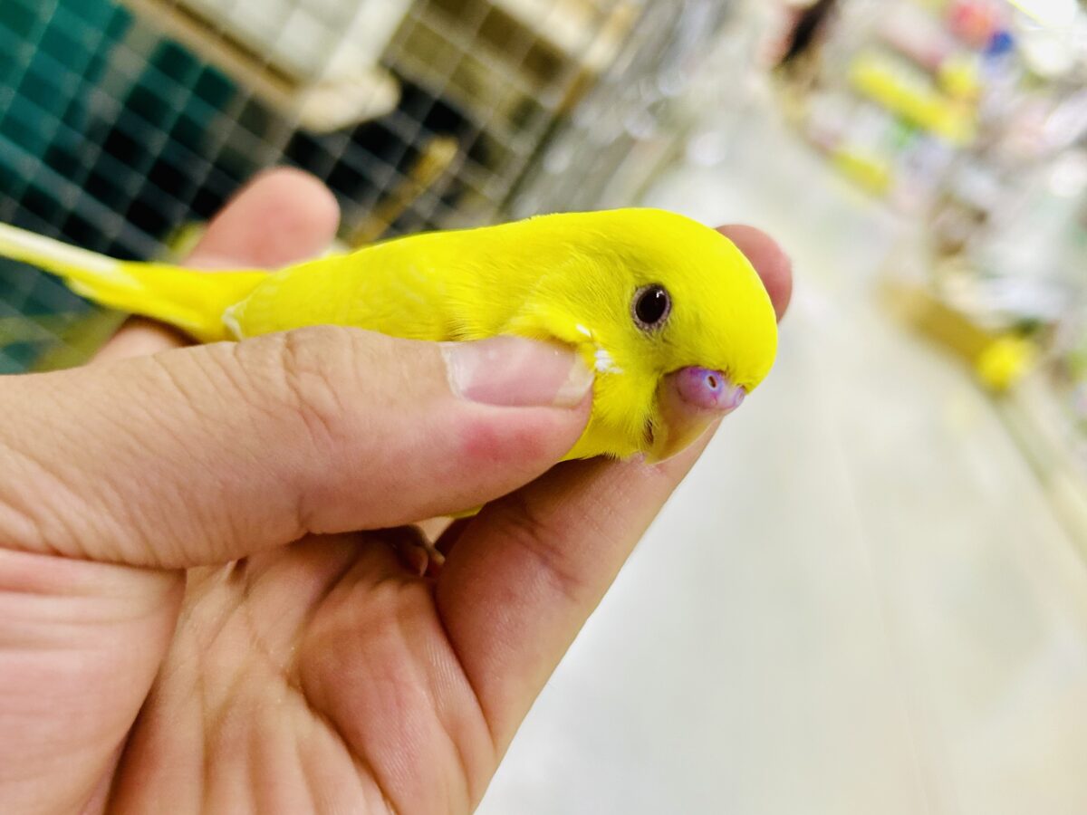 【最新画像更新☆☆】朽ちない!(^∞^)無限の向日葵畑🌻*.゚セキセイインコ(ルチノー/2026年7月生まれ) セキセイインコ