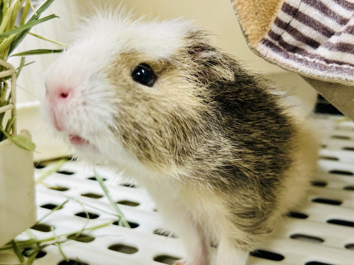 【最新画像更新☆☆】おしゃれにマ～キマキ( *´艸｀)　テッセルモルモット
