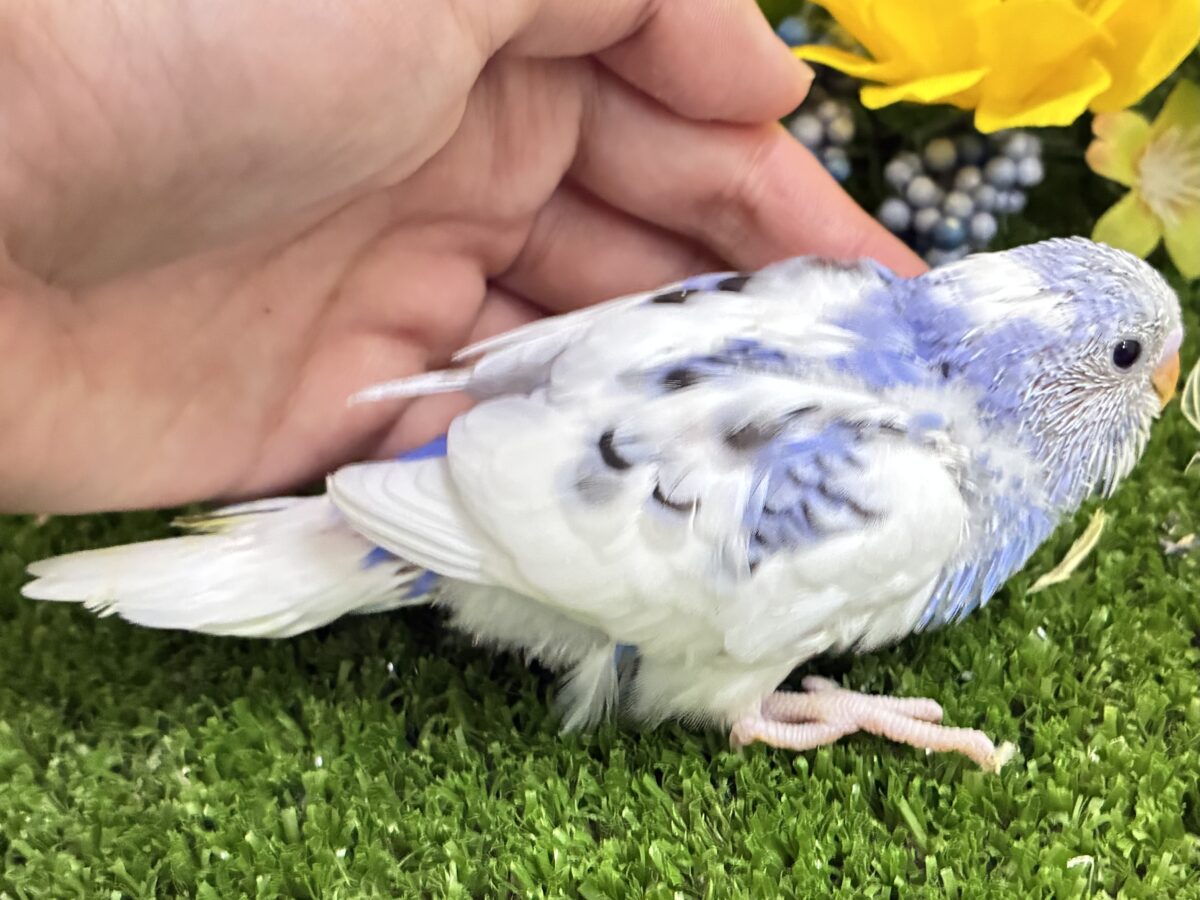 【最新画像更新☆☆】🌊ざっぷーん🌊ハレゾラにHELLO❕☀️セキセイインコ(ブルーパイド/2026年7月生まれ) セキセイインコ