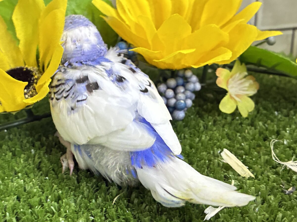 【最新画像更新☆☆】🌊ざっぷーん🌊ハレゾラにHELLO❕☀️セキセイインコ(ブルーパイド/2026年7月生まれ) セキセイインコ