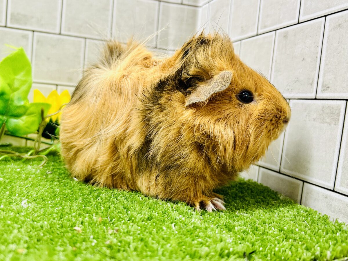 【最新画像更新☆☆】くるくるカーリーヘアー アビシニアンモルモット アビシニアンモルモット