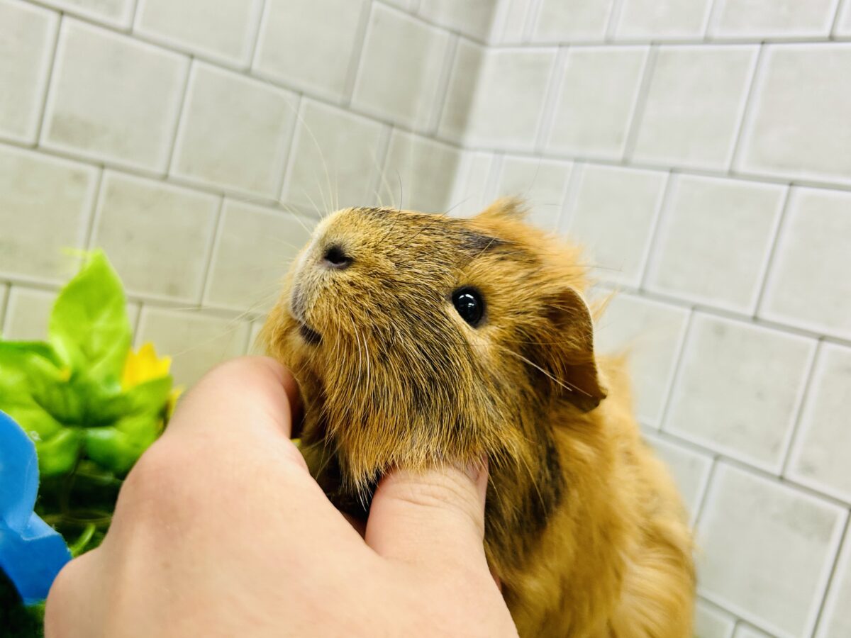 【最新画像更新☆☆】くるくるカーリーヘアー アビシニアンモルモット アビシニアンモルモット