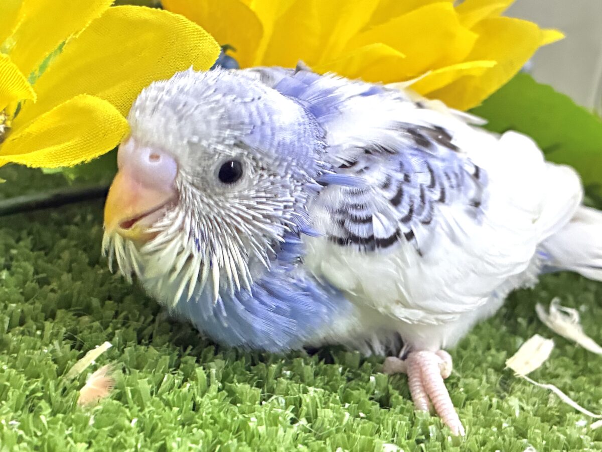 【最新画像更新☆☆】🌊ざっぷーん🌊ハレゾラにHELLO❕☀️セキセイインコ(ブルーパイド/2026年7月生まれ) セキセイインコ