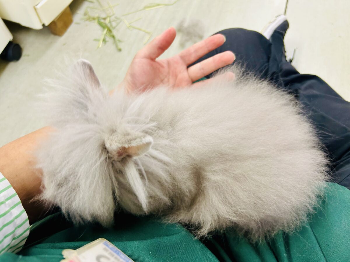 【最新画像更新☆☆】もっしゃもしゃのふっわふわ☁ アンゴラウサギ アンゴララビット