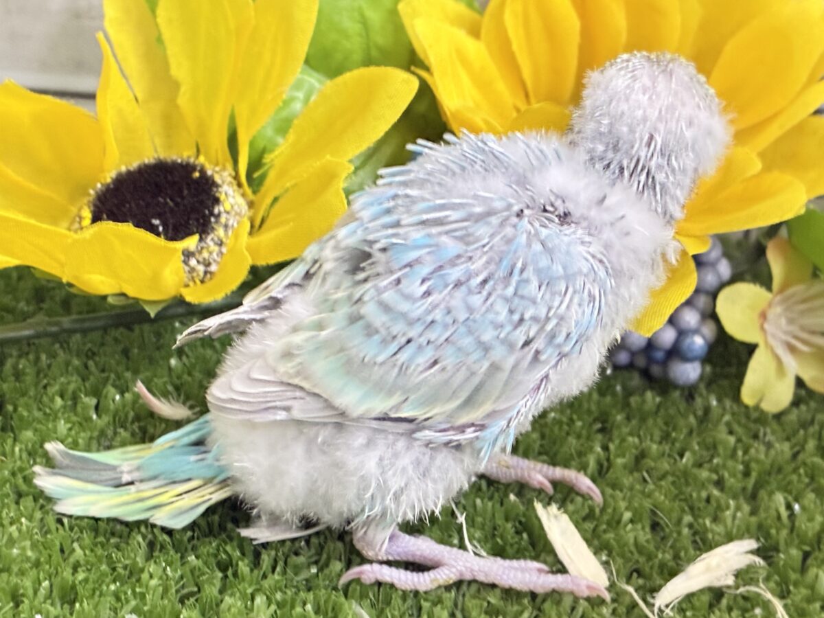 【最新画像更新☆☆】シャリシャリ🍧はじけたSODA🫧🥤セキセイインコ(パステルレインボー/2026年 セキセイインコ