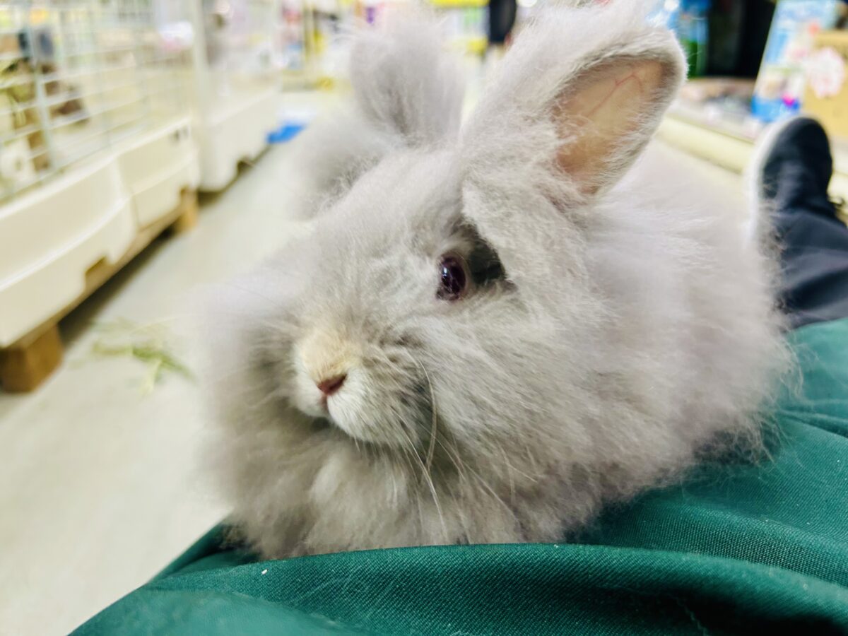 【最新画像更新☆☆】もっしゃもしゃのふっわふわ☁ アンゴラウサギ アンゴララビット