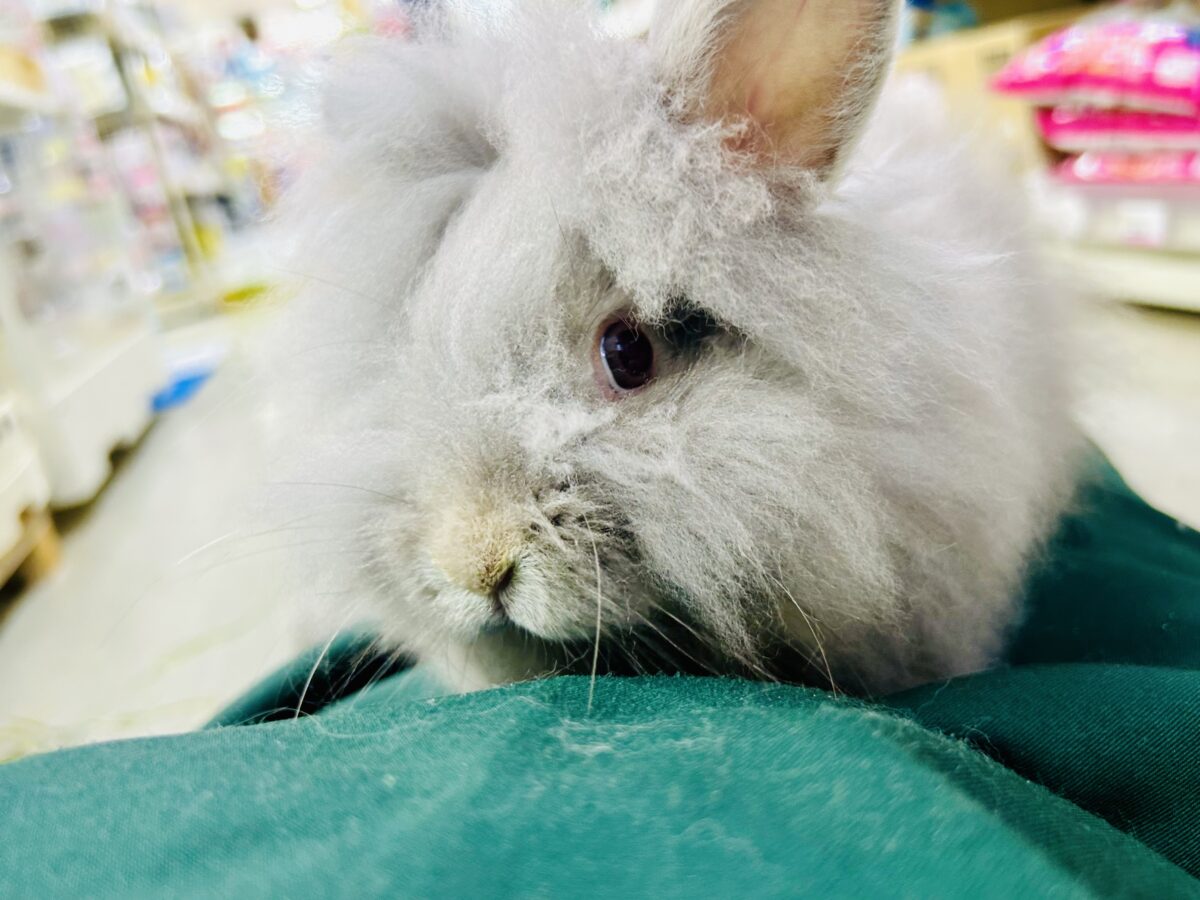 【最新画像更新☆☆】もっしゃもしゃのふっわふわ☁ アンゴラウサギ アンゴララビット