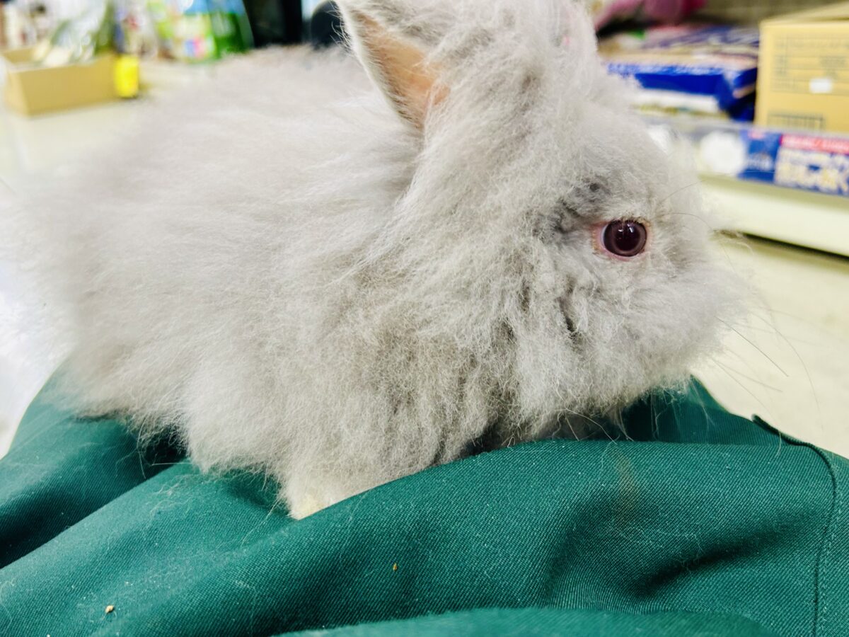 【最新画像更新☆☆】もっしゃもしゃのふっわふわ☁ アンゴラウサギ アンゴララビット