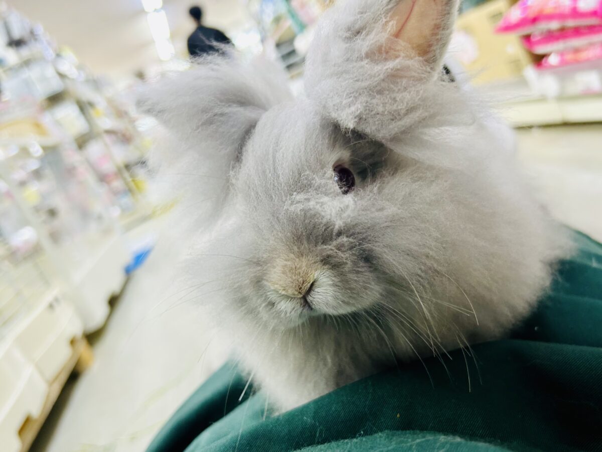 【最新画像更新☆☆】もっしゃもしゃのふっわふわ☁ アンゴラウサギ アンゴララビット