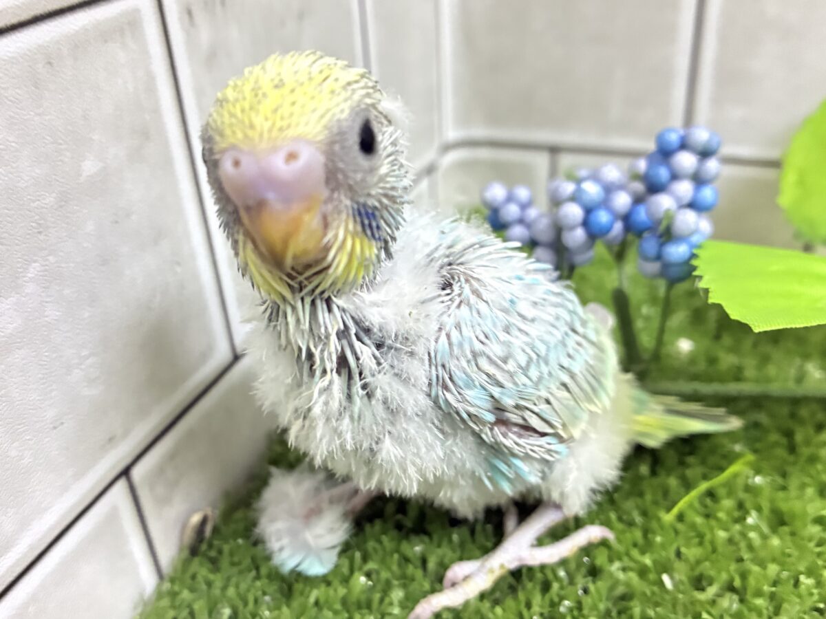 セキセイインコ